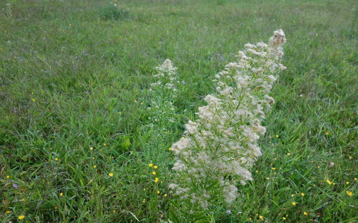 Am Kanadischen Berufkraut scheiden sich die Geister
