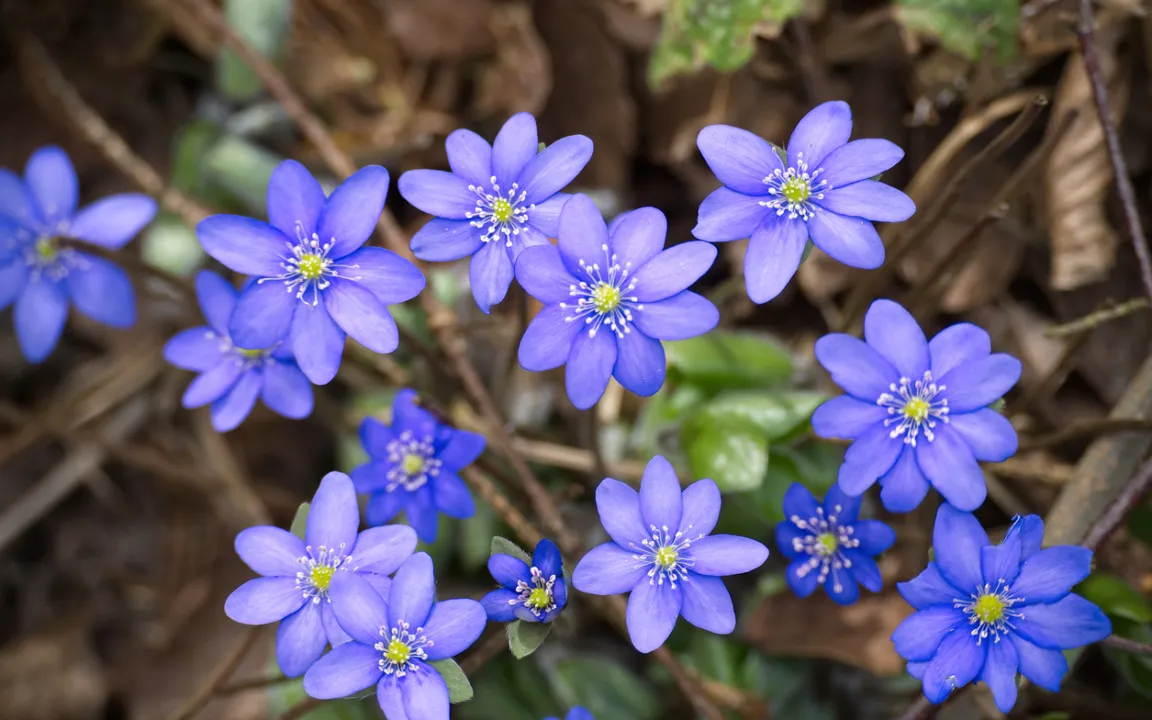Leberblümchen pflanzen