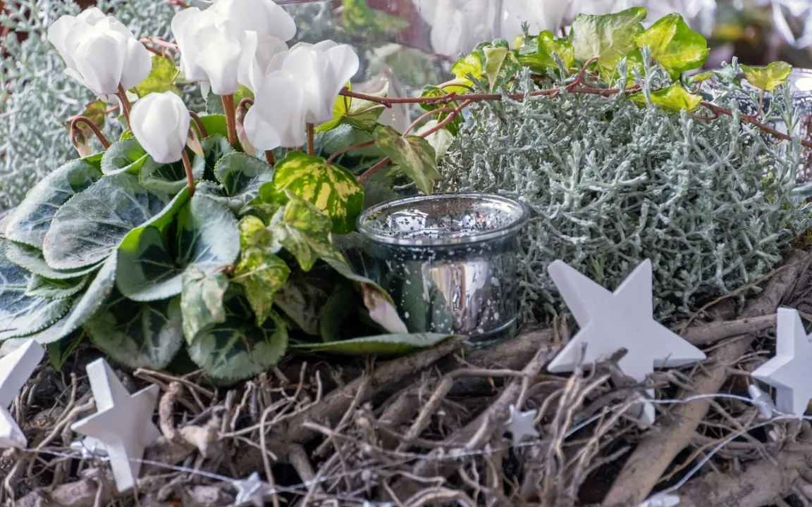 Blütenzauber für die Adventszeit