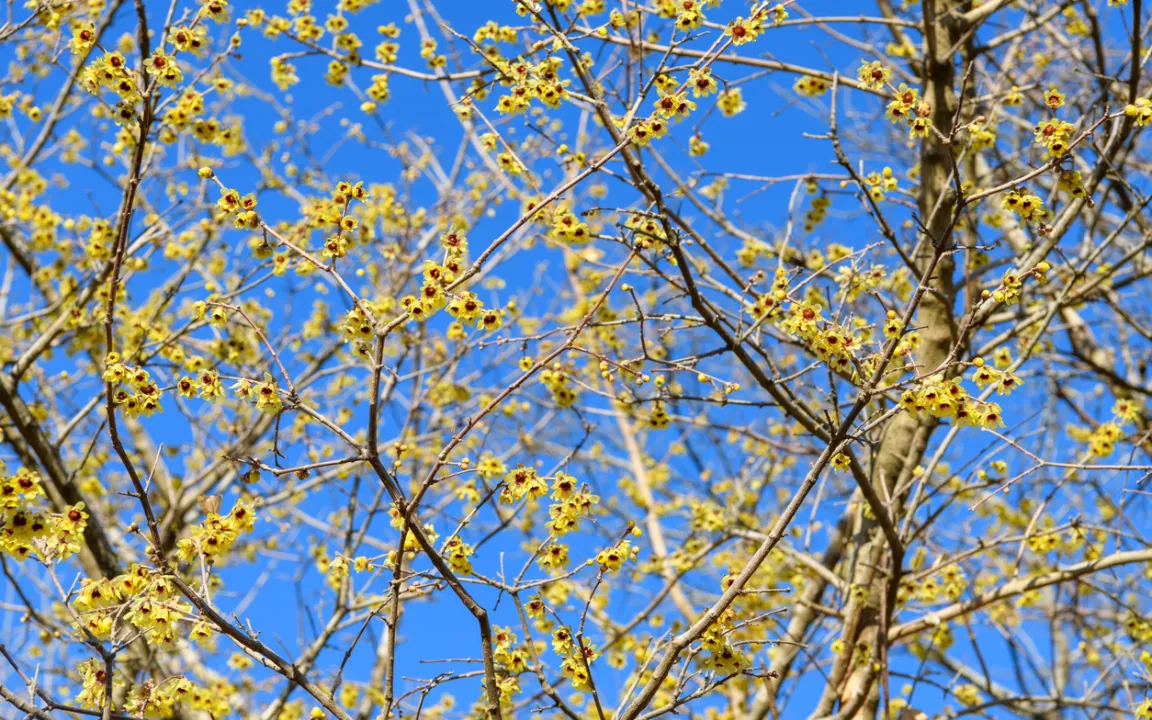 Die Chinesische Winterblüte