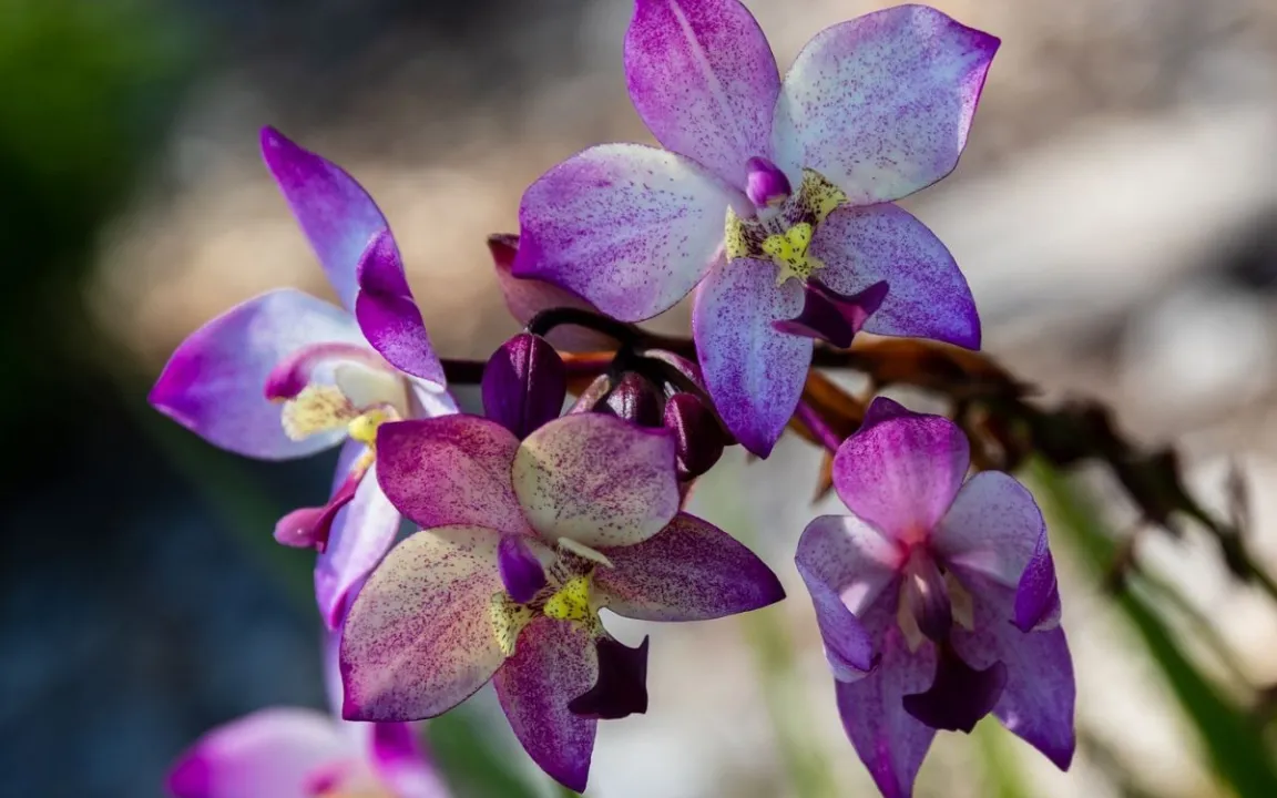 Im Vergleich: Feinwurzeln bei Sonnenblumen und Kiefern