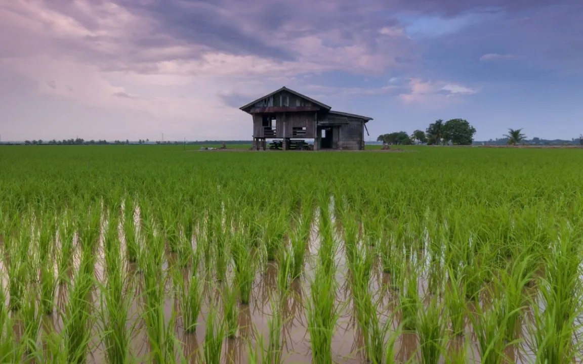 Kulturreis reagiert träger auf Lichtwechsel