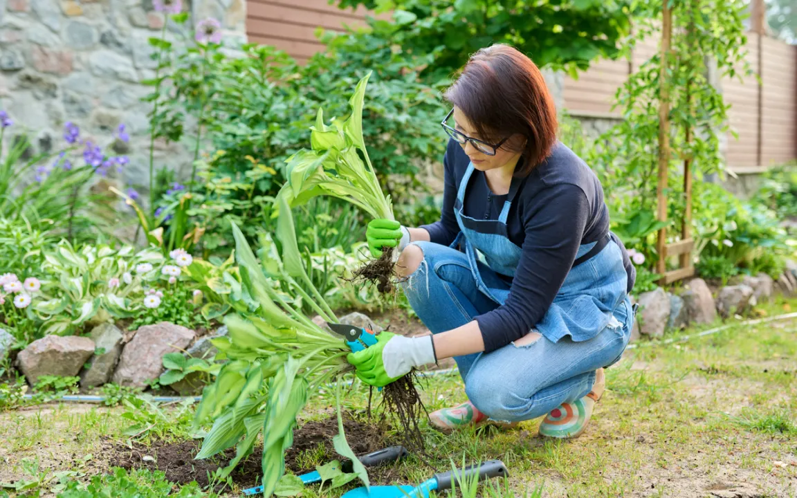 Stauden im Frühling teilen