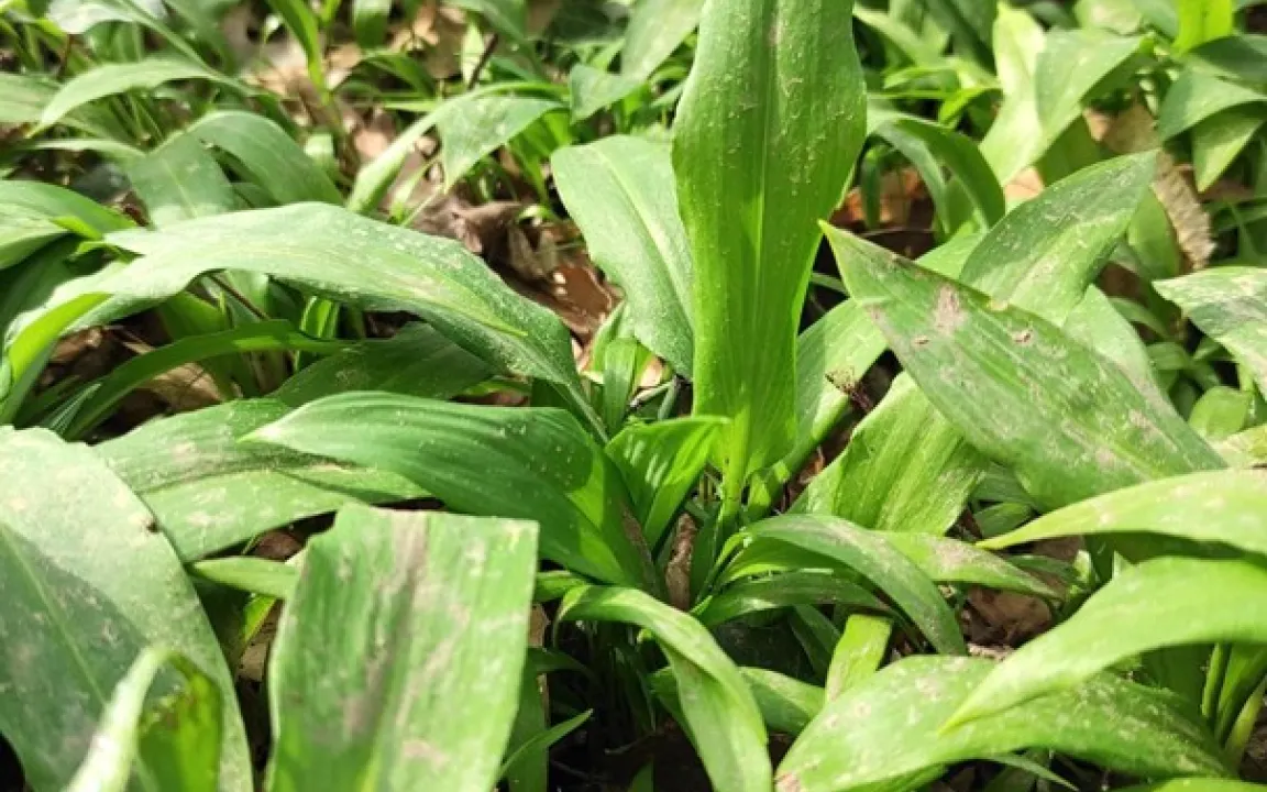 Bärlauch – das Gewürz aus dem Wald