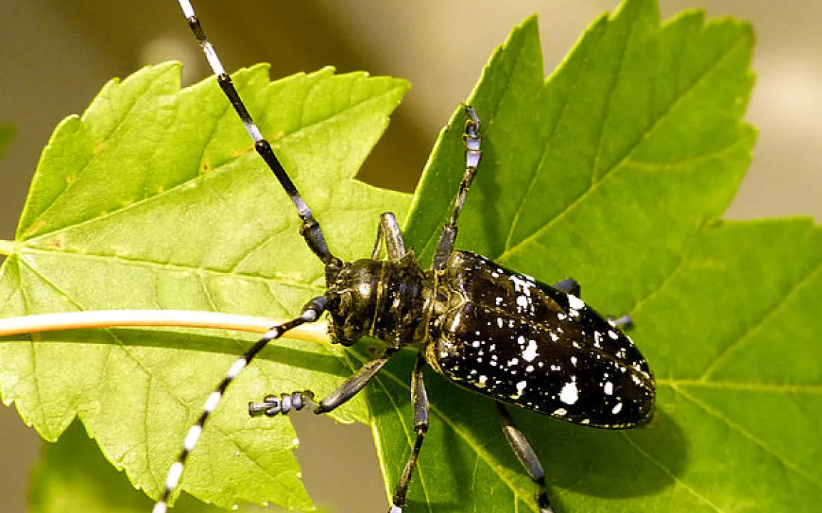Tag der Pflanzengesundheit am 12. Mai