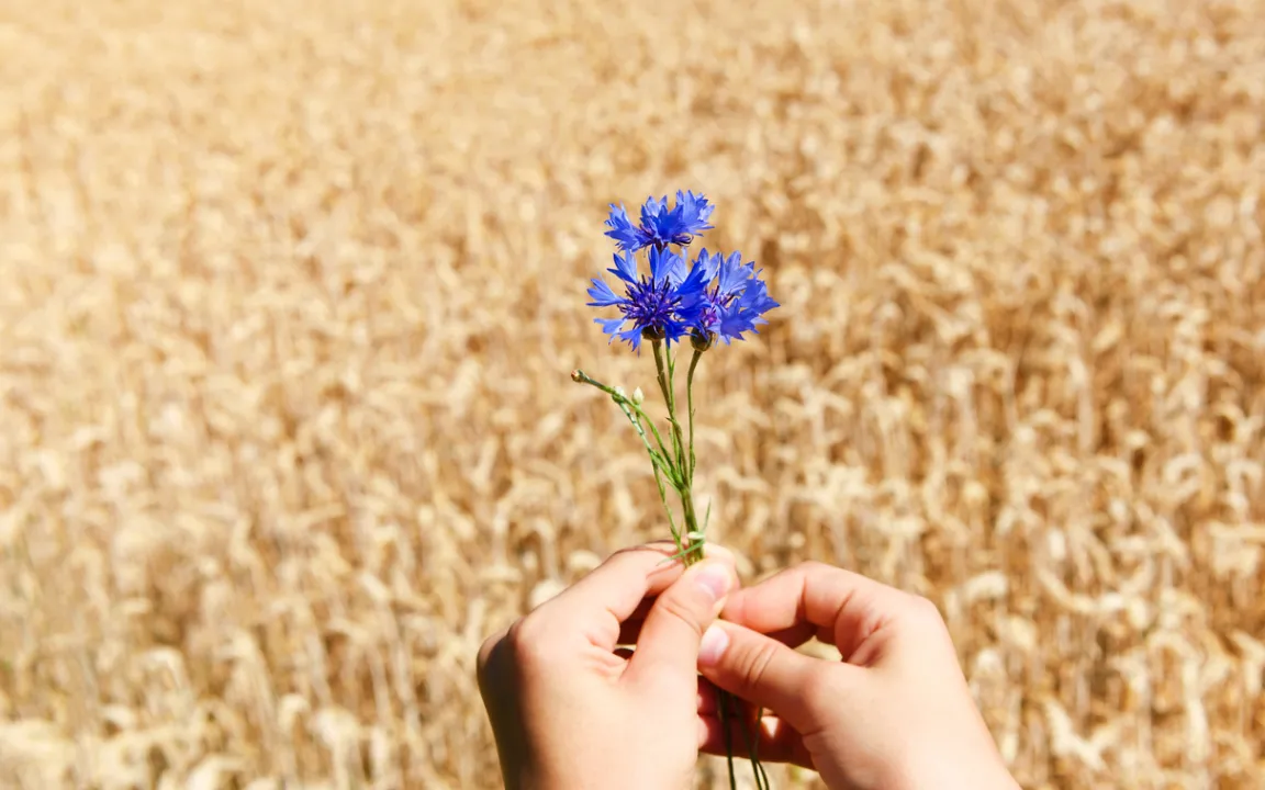 Kornblumen für den naturnahen Garten