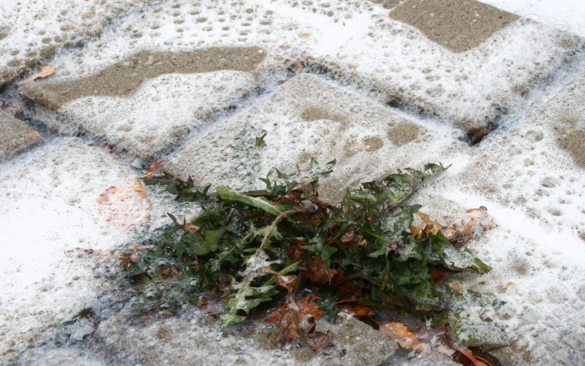 Unkrautbekämpfung: Finger weg von Steinreinigern und Streusalz!