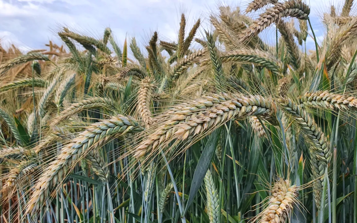 Triticale: halb Weizen, halb Roggen