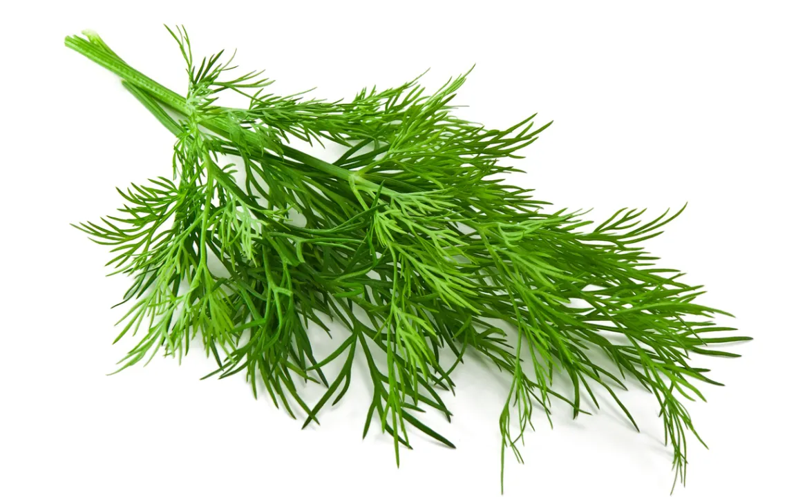 Dill: als Gewürzkraut vielseitig verwendbar