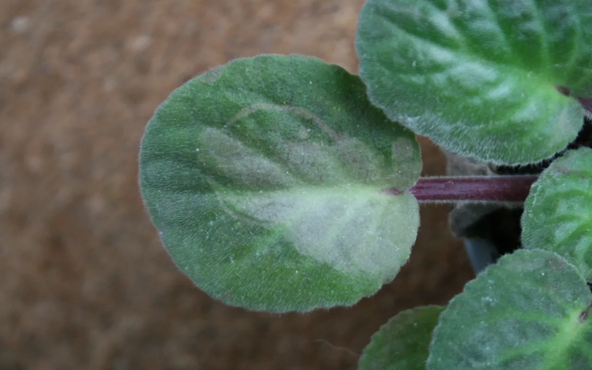"Nicht mit kaltem Wasser gießen"