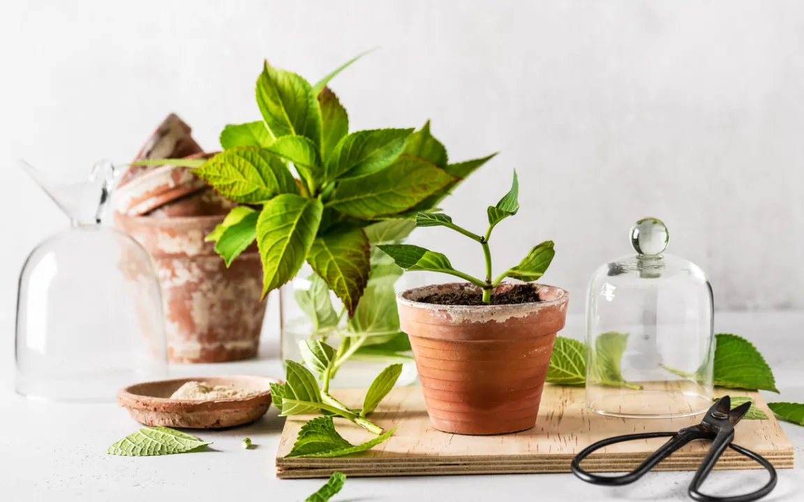 Lieblingspflanzen mit Stecklingen vermehren
