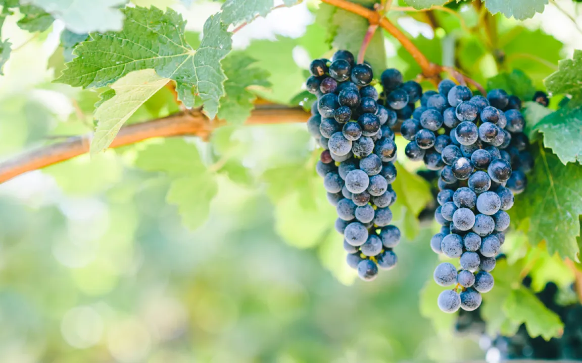 Die Weinrebe ist „Heilpflanze des Jahres 2023“