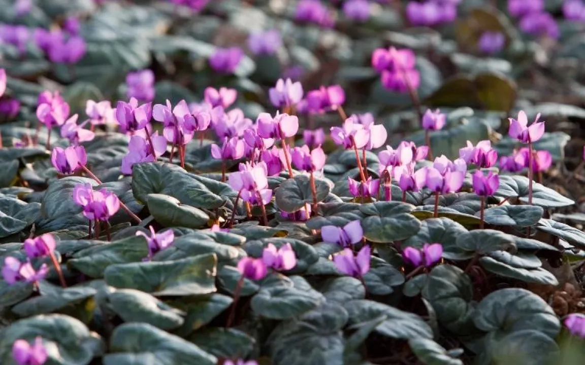 Jetzt Vorfrühlings-Alpenveilchen pflanzen