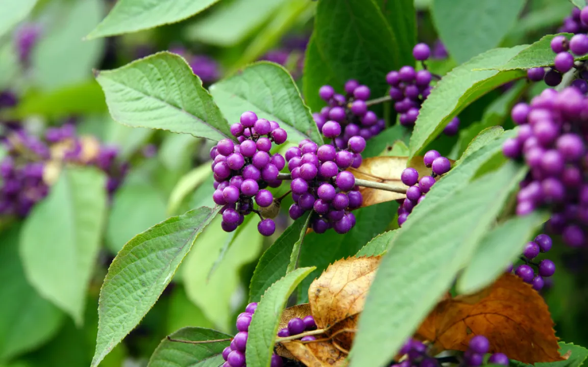 Der Liebesperlenstrauch für den Garten
