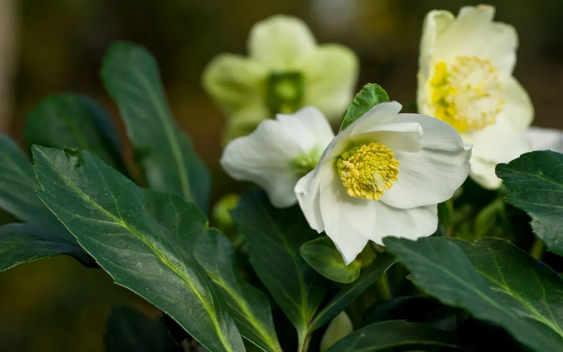 Das Christrosen-Orakel zu Weihnachten