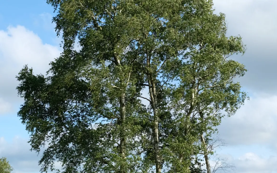 Baum des Jahres 2023: Die Moor-Birke