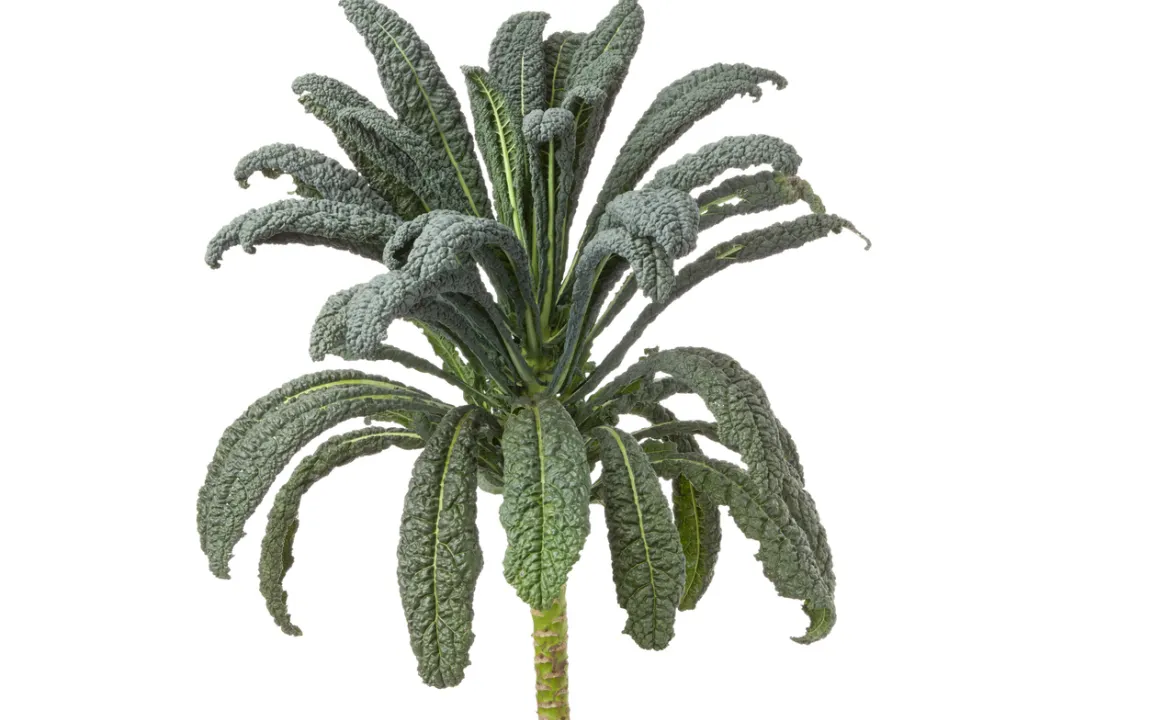 Palmkohl: ideal für Wintergerichte und Salate