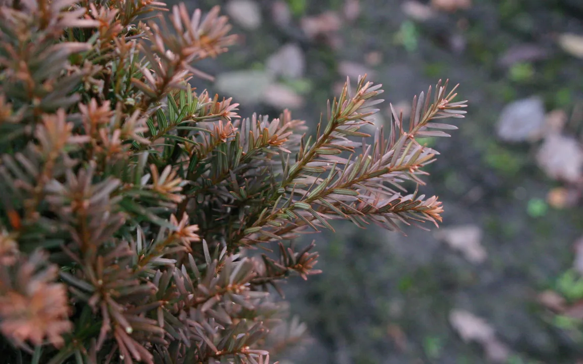 Braunfärbung an Immergrünen