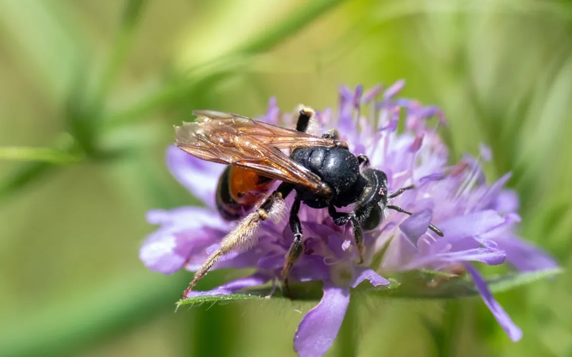 Studie: Entwarnung beim Artenverlust? Jein!