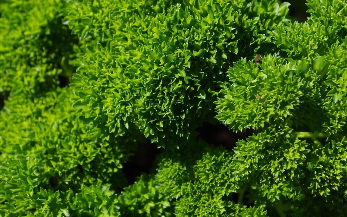 Petersilie ist „Giftpflanze des Jahres 2023“ 