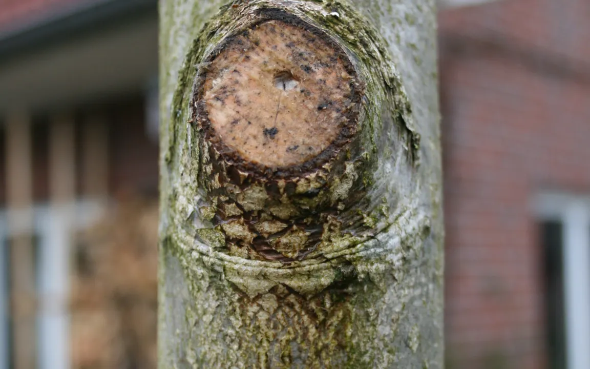 Können Bäume verbluten?