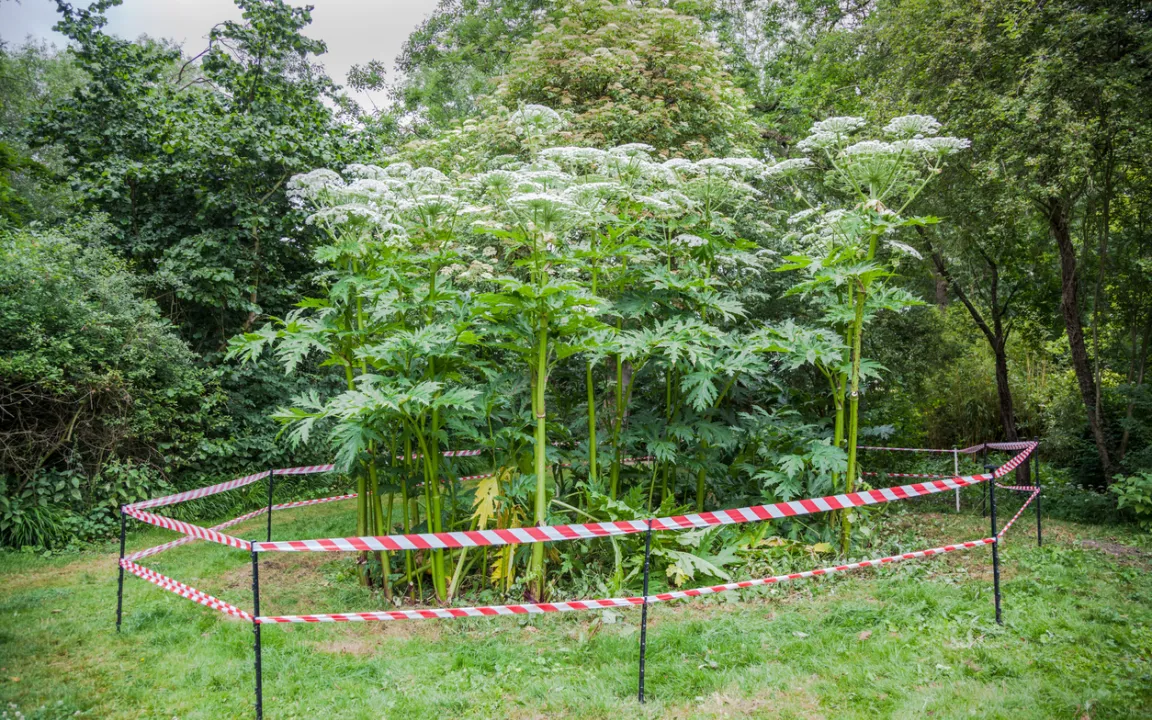 Neophyten: Ist Skepsis vor Neueinwanderern gerechtfertigt?