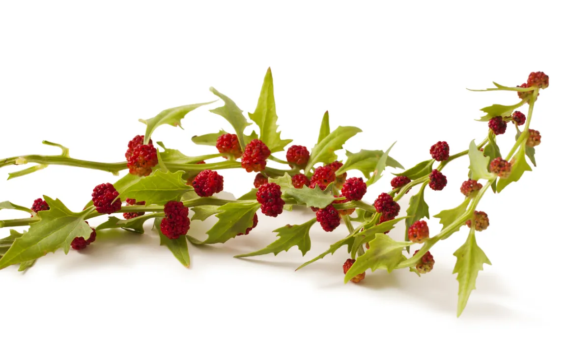 Erdbeerspinat: schmackhafter Hingucker