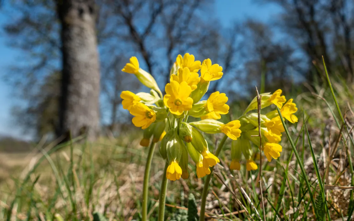 Schließen die Tür zum Frühling auf: Schlüsselblumen