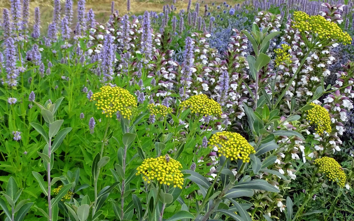 Stauden für Hitze und Trockenheit