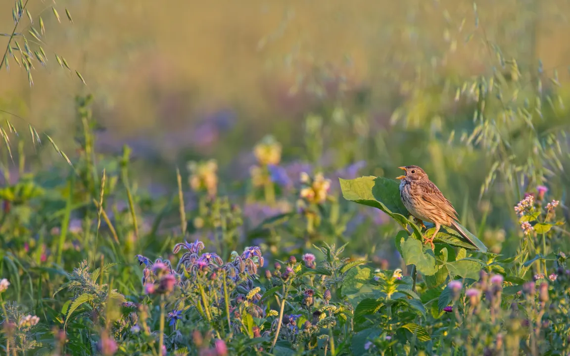 Brachen gut für Artenvielfalt