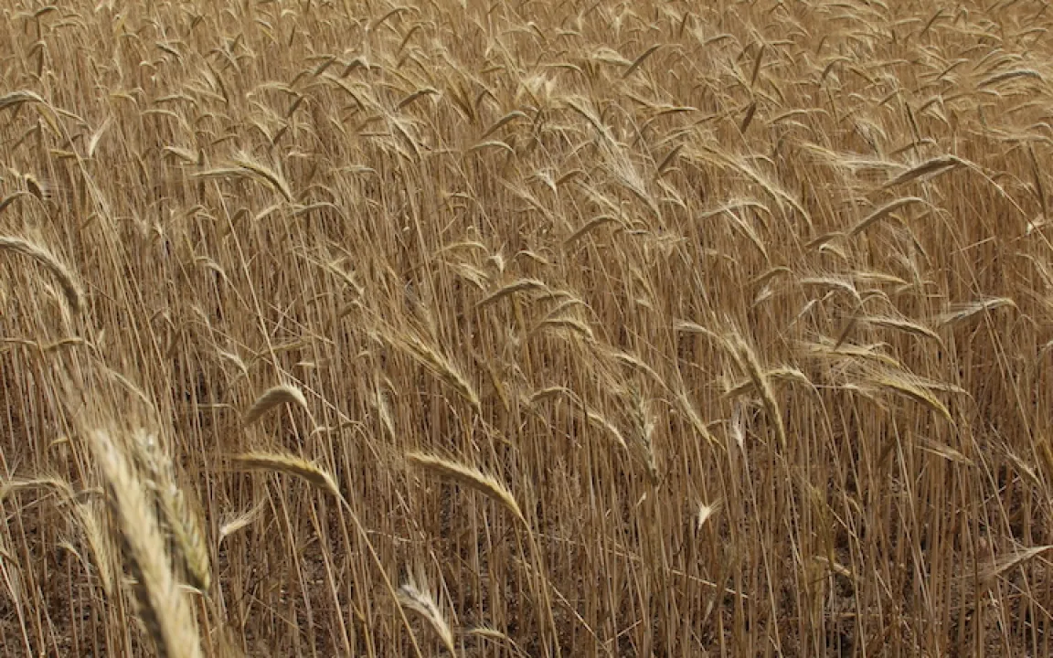 Pflanzen rufen um Hilfe