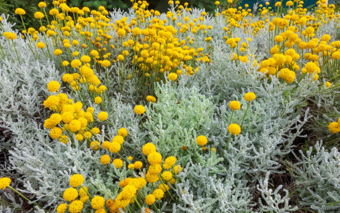 Duftendes Zypressenkraut