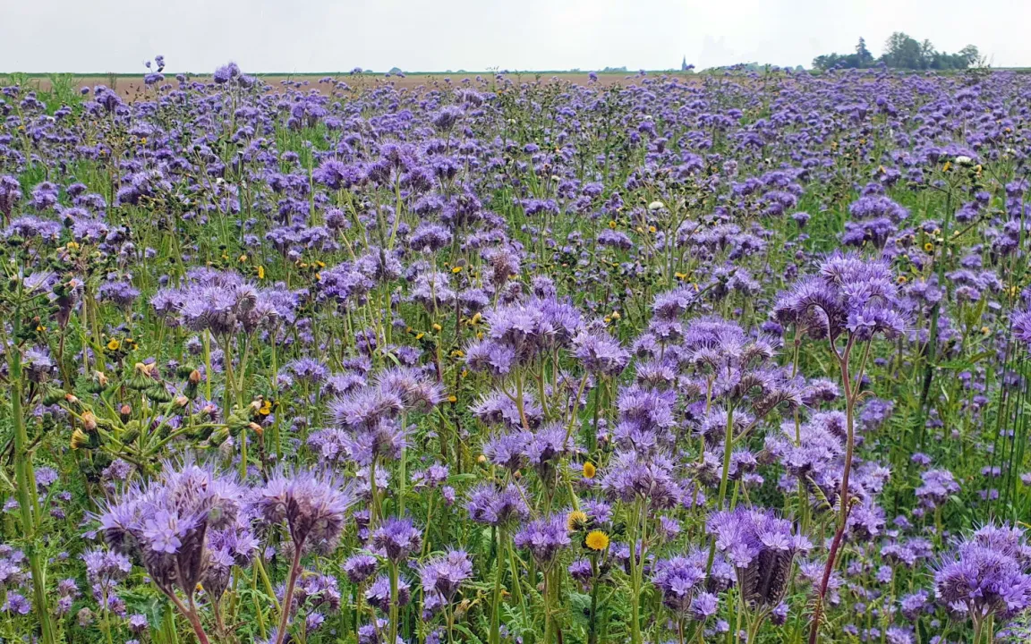 Phacelia: schön anzusehen, aber - Vorsicht beim Anfassen!