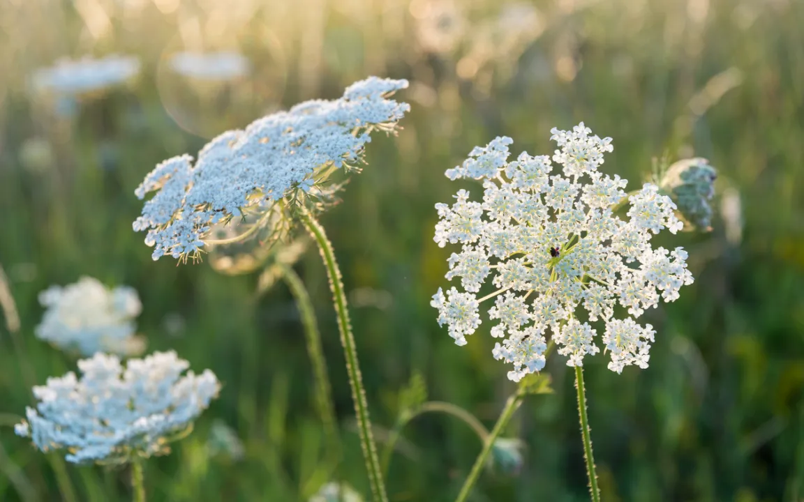 Doldenblütler als Zierpflanzen