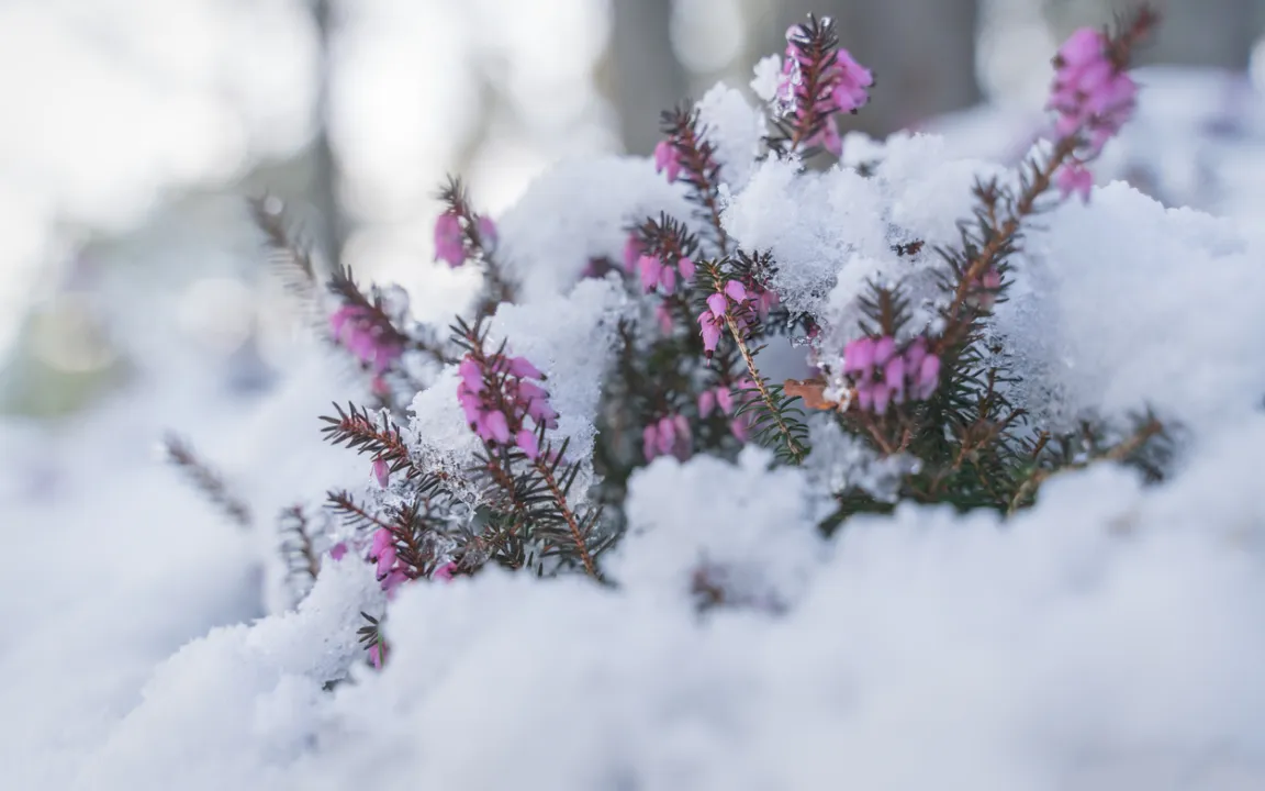 Die Schneeheide – winterblühender Zwergstrauch mit Charme