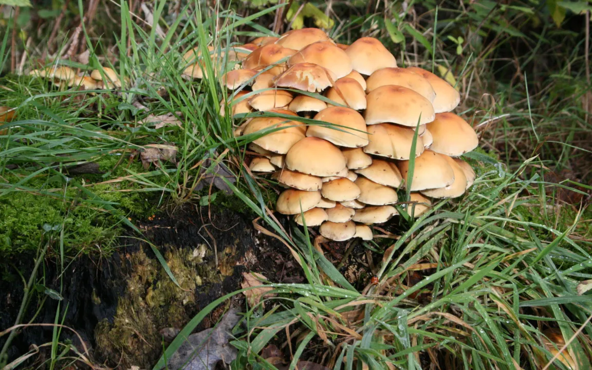 Hallimasch: Was tun?