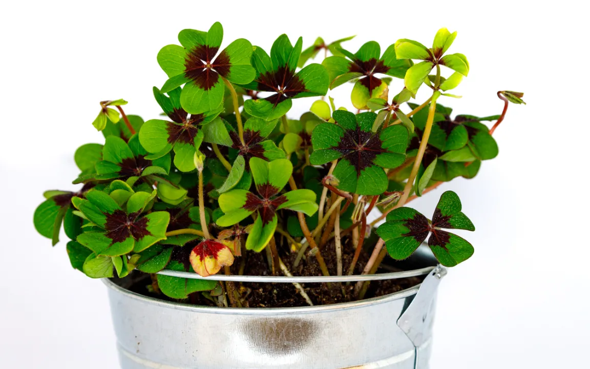 Glück mit Glücksklee?