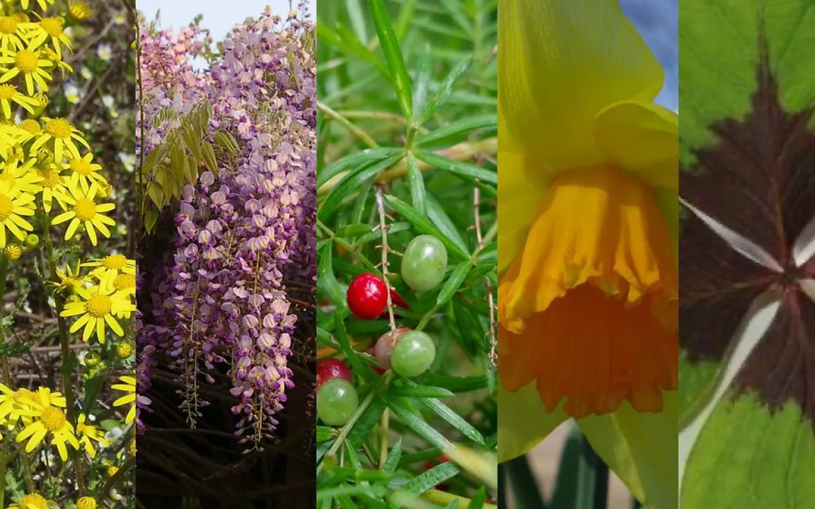 Wahl zur „Giftpflanze des Jahres 2024“