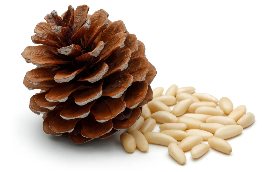 Pinienkerne: Delikatesse mediterraner und orientalischer Küche