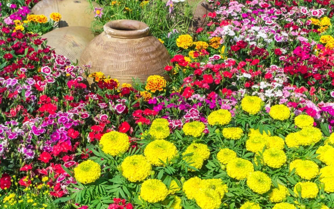 Einjährige Sommerblumen vorziehen