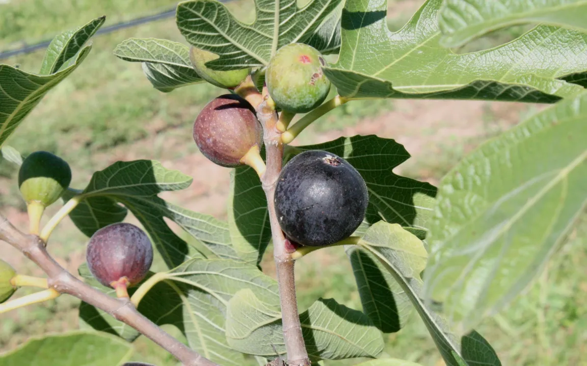 Feigen: Gewinner im Klimawandel
