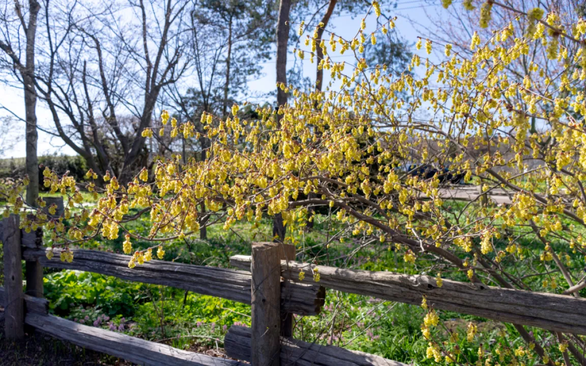 Frühblüher Scheinhasel