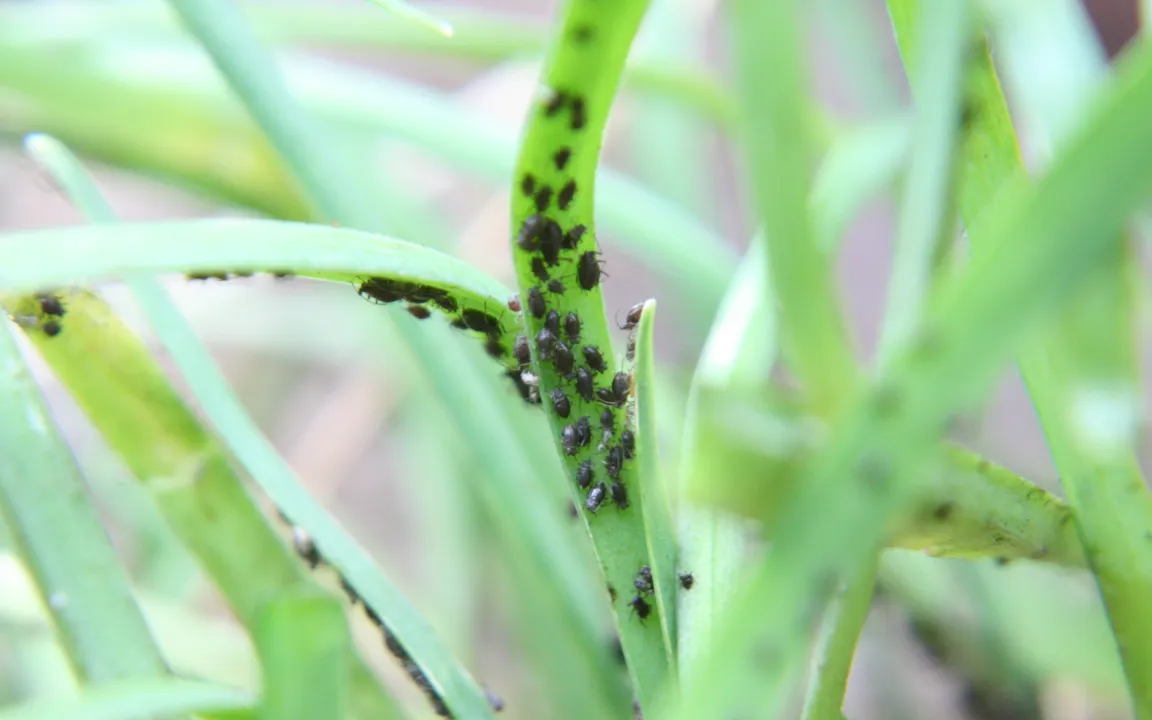 Neu in Gärten: die Zwiebellaus