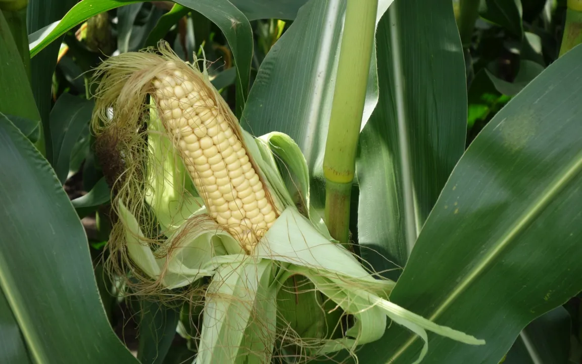 Mit Bodenmikrobiom die Pflanzengesundheit beeinflussen