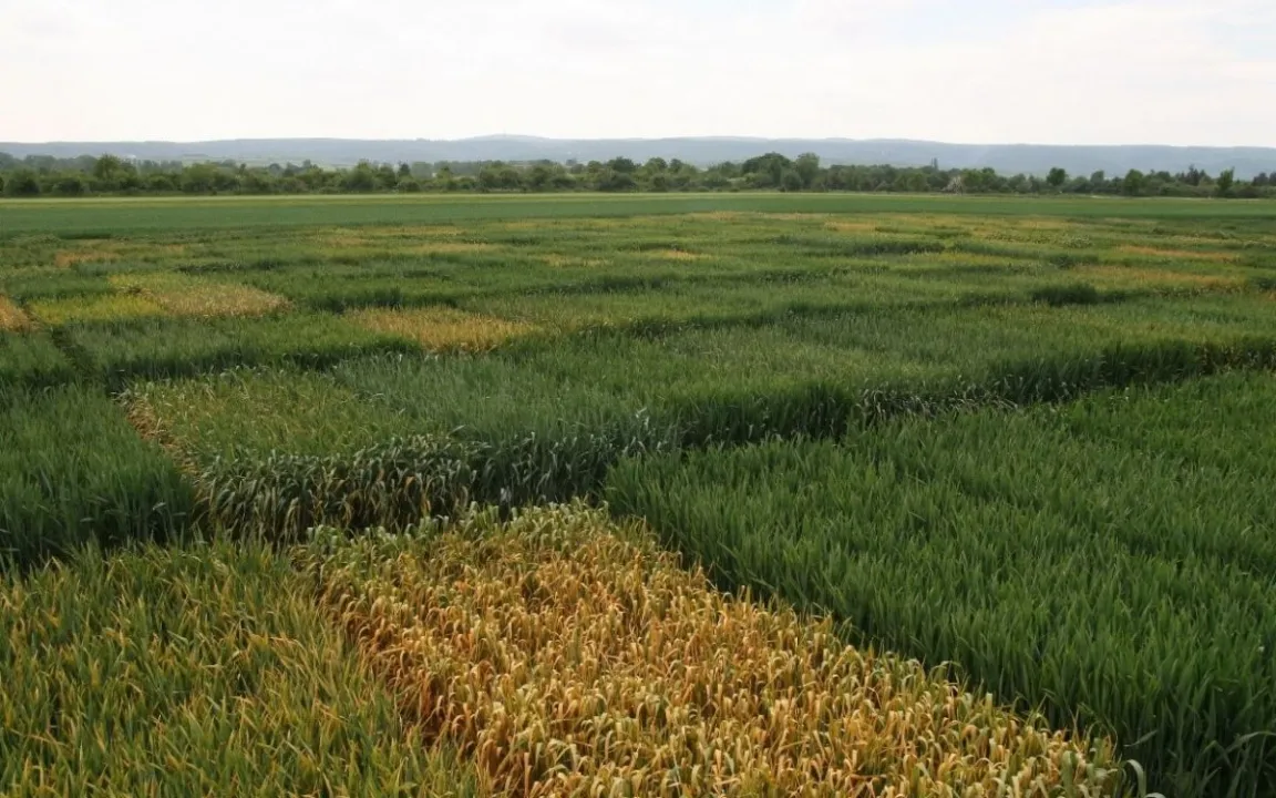 Weizen stark vom Wetter beeinflusst