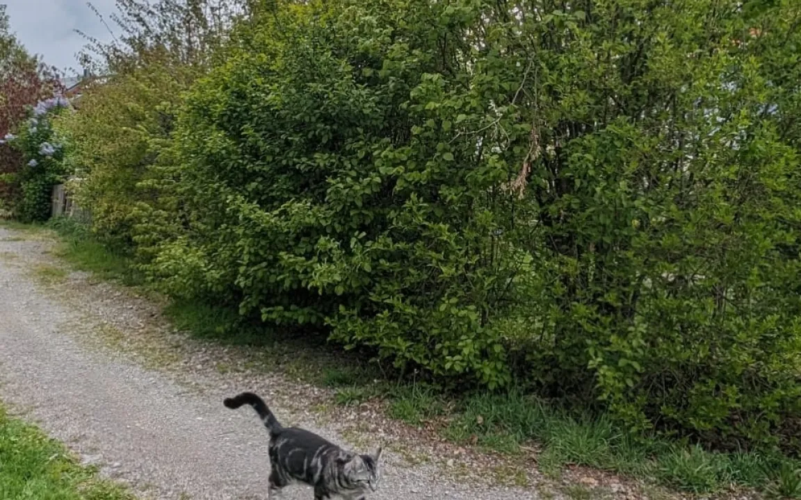Heimische Gehölze im naturnahen Garten