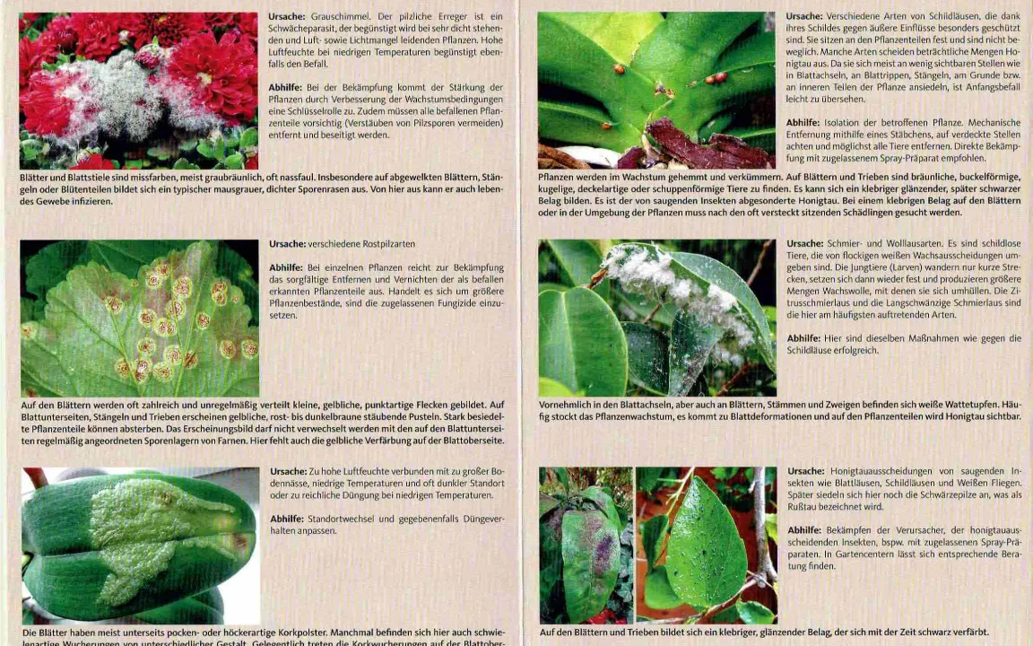 Buchtipp: Schadbilder an Zimmerpflanzen
