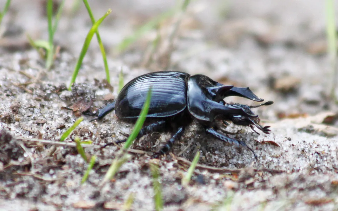 Der Stierkäfer ist Insekt des Jahres 2024