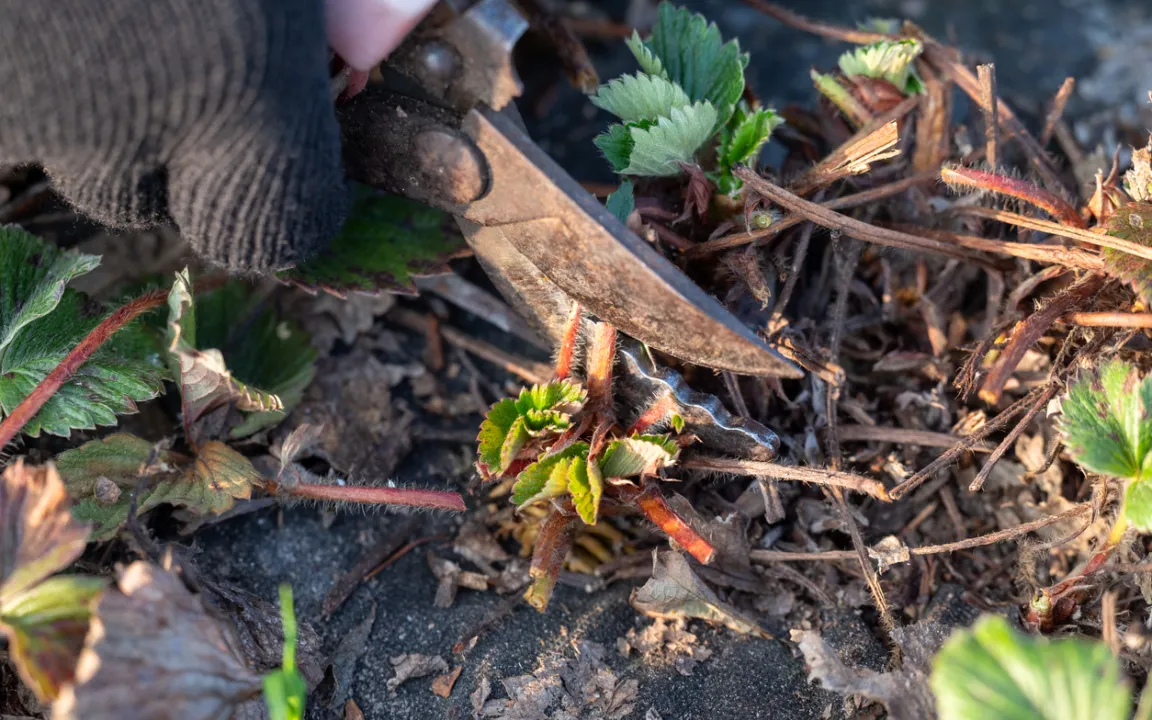Erdbeeren fit für den Winter machen