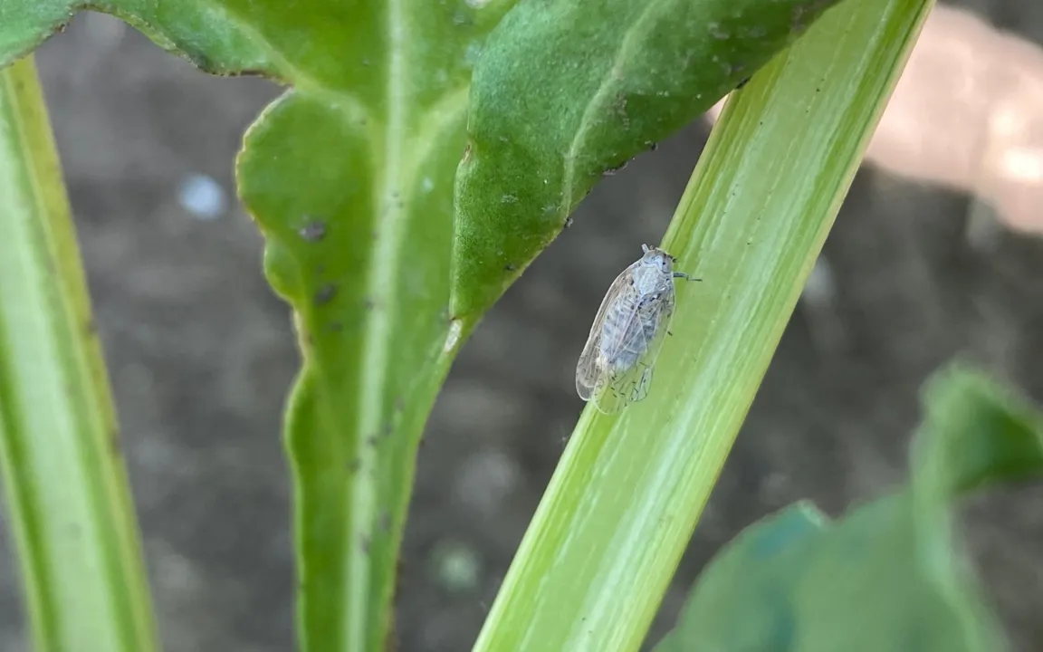 Stolbur-Erreger in Zwiebeln nachgewiesen